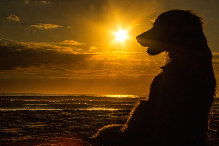 Super Deals on Dog Friendly Beach Rentals in Holden Beach
